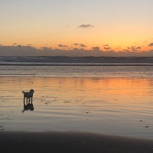 Meet your Posher, Amelia